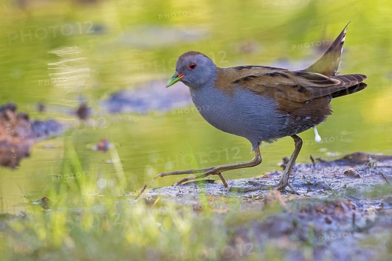 Little Crake, Little Crake, Small Crake, (Porzana parva), biotope, habitat, foraging, family of rails, waterfowl, waterbirds Lesvos, Greece