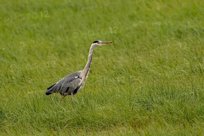 Grey heron (Ardea cinerea), Vulkaneifel, Rhineland-Palatinate, Germany
