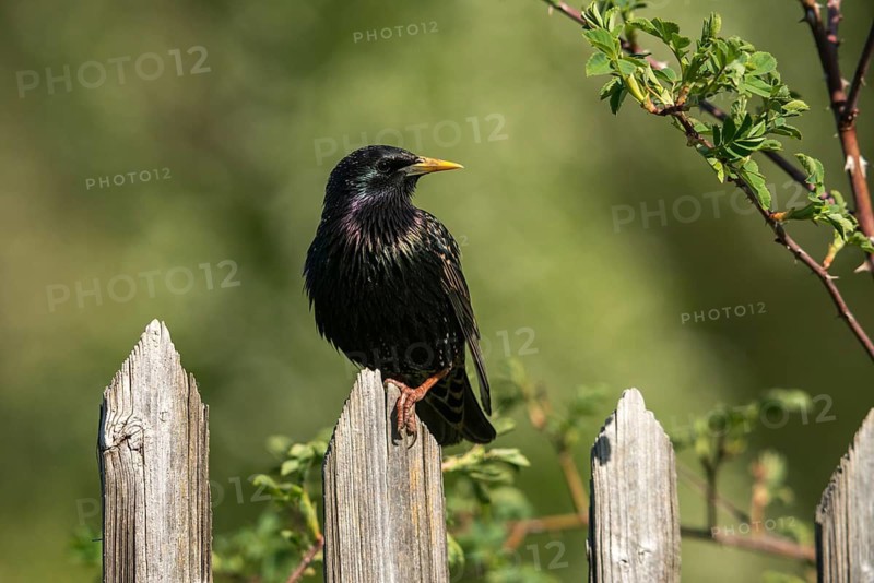 Star, Starling, Sturnus Vulgaris, Birds, Garden, Garden Fence, Garden Fence, Passeri, Songbirds, Birds