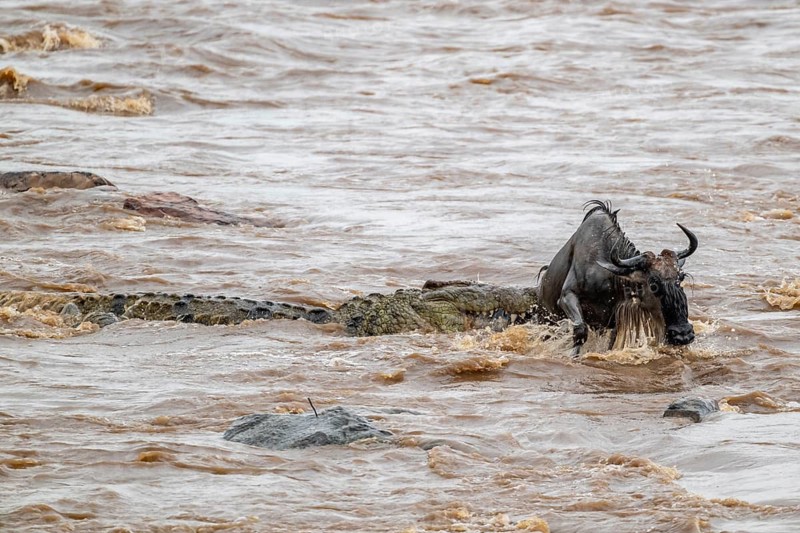 A huge crocodile on the attack, The Great Migration, huge herds of wildebeest (Connochaetes taurinus) crossing the Mara River and swimming to the other side, close-up of the herd, Serengeti, Tanzania