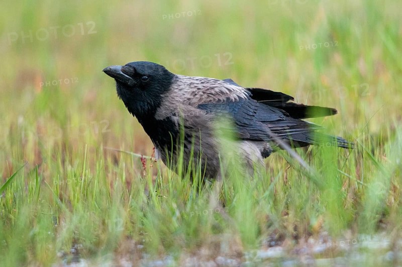 Brandenburg, Corvus Cornix, Germany, hooded crow, national natural heritage, natural paradise Grünhaus, fog crow, post-mining landscape, birds, call, corvidae family of birds, green house, passeri, corvids, call, songbirds, birds