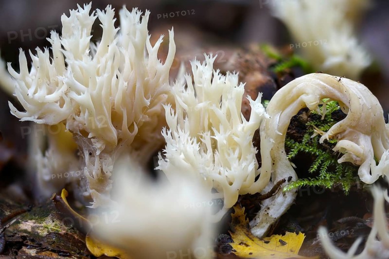 Clavulina coralloides, Clavulina cristata, antler-shaped coral, comb-shaped coral, comb-shaped club mushroom, worsted coral, Ramaria cristata, goatbeard, crested coral fungus, fungi, mushrooms, white coral fungus