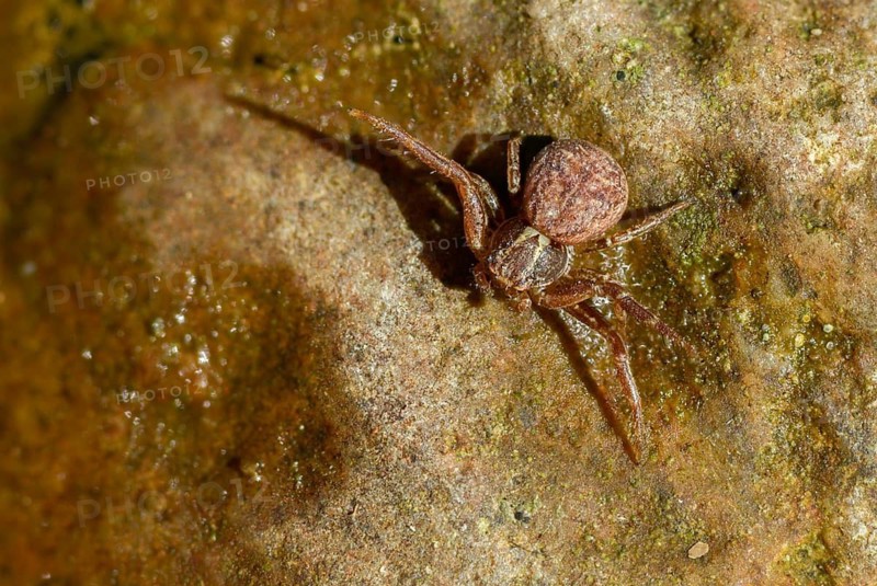 Araneae, bush crab spider, real crab spiders, crab spider spec. 2, web spiders, xysticus spec., spiders