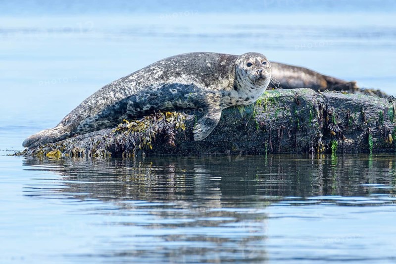 Harbour seals, (Phoca vitulina), Salish Sea, British Columbia, Canada, Pacific
