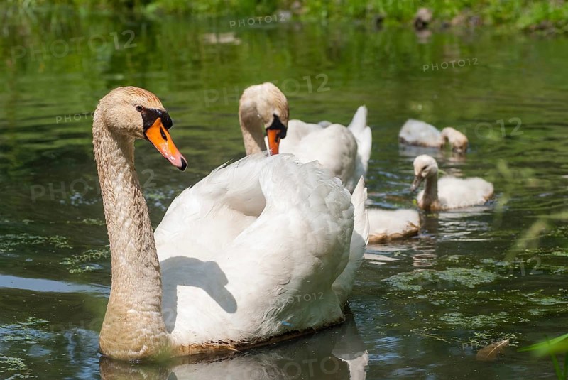 Cygnus olor, mute swan, anatidae, birds, duckbirds, female, adolescent, young, juvenile, male, swan, swans, swan, swans, birds, waterbirds, waterbirds, female