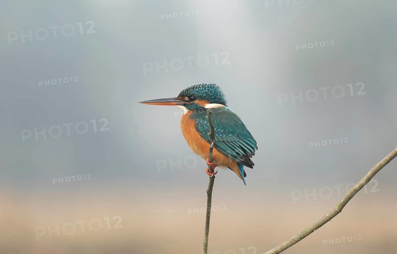 Vibrant Common Kingfisher (Alcedo atthis) perched on a thin branch, Sreepur, Gazipur, Bangladesh