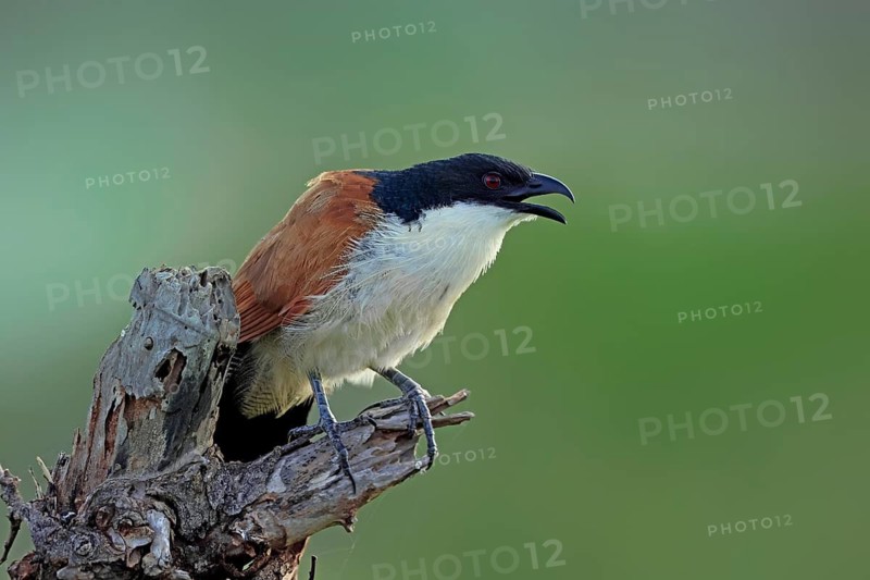 Burchell's cuckoo (Centropus superciliosus), white-browed cuckoo, spurred cuckoo, adult, perched, calling, Kruger National Park, South Africa