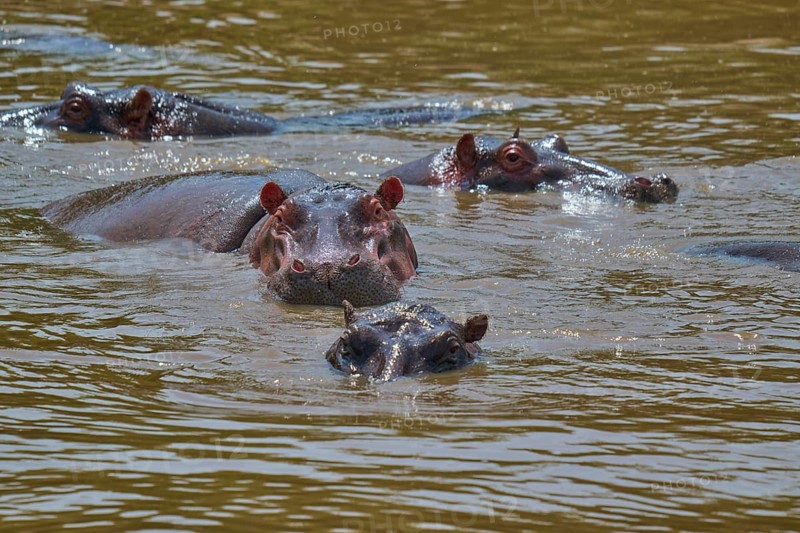 Several hippos emerge from the water and look around curiously, hippopotamus (Hippopotamus amphibius), Masai Mara National Reserve, Narok County, Kenya