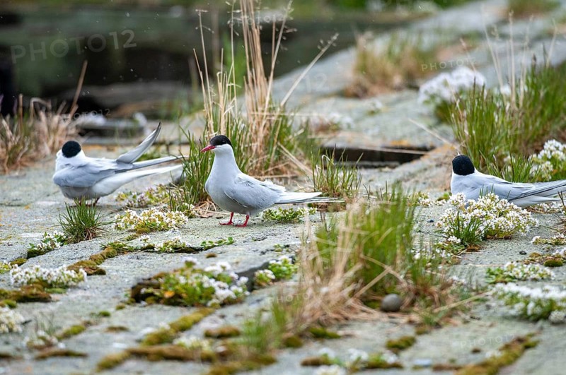 Arctic tern, arctic tern, Norway, sterna paradisaea, varanger, birds, breed, brood, charadriiformes, limikolen, terns, sternidae, tern, birds