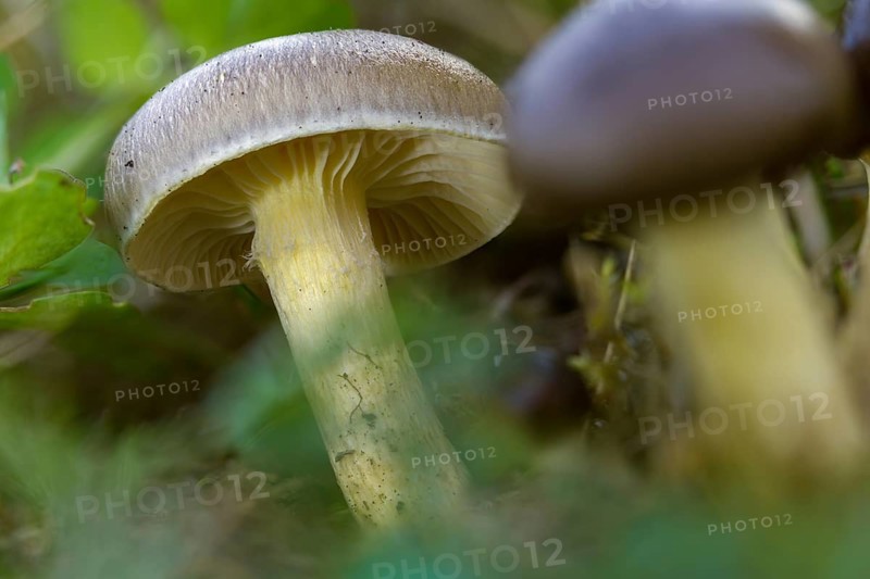 Frost snail, yellow-leafed snail, herald of the winter, hygrophorus hypothejus, snail, fungi, fungi, mushrooms