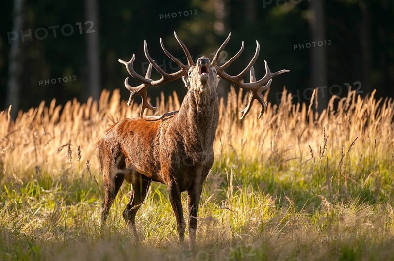 Artiodactyla, Cervus Elaphus, even-toed ungulate, cloven-hoofed, red deer, red deer, rutting, deer, mammals, tubes, mammals