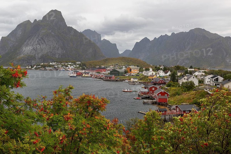 View over autumnal rowan trees of the fishing village of Reine with red Rorbuer huts on the fjord and the distinctive mountain Olstinden, Reine, Lofoten, Norway