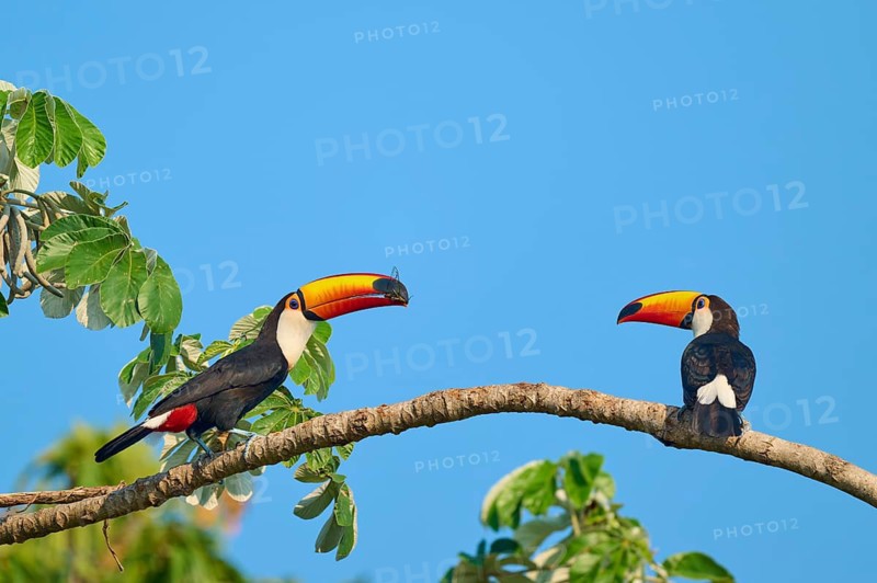 Two toucans are sitting facing each other on a branch, one is holding an insect in its beak. Toco toucan (Ramphastos toco), Pantanal, Mato Grosso, Brazil
