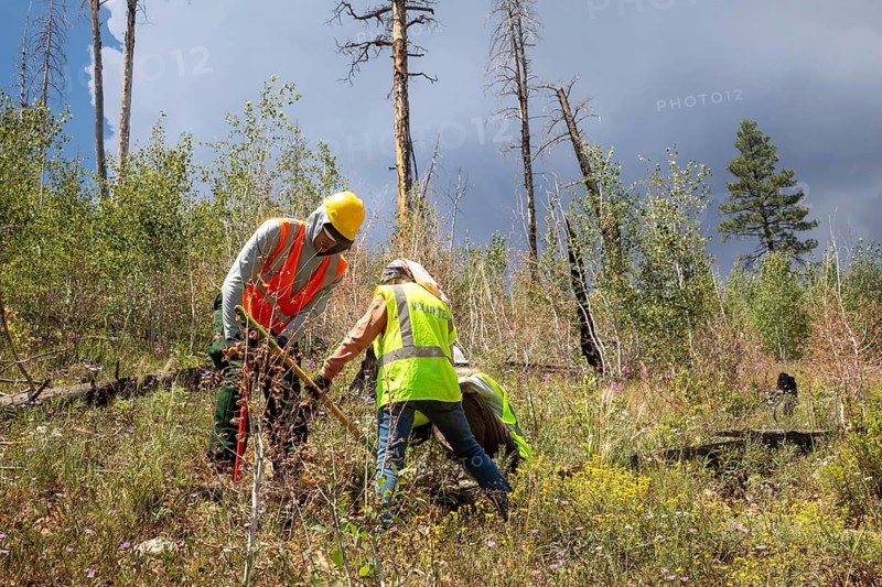 Grand Canyon National Park, Arizona - Volunteers planted Ponderosa pine seedlings on the canyon's North Rim to replace those destroyed by the 2025 Dragon Bravo fire. Organized by the nonprofit Grand Canyon Trust, the volunteers also pulled out invasive non-native plants and collected native seeds for future planting