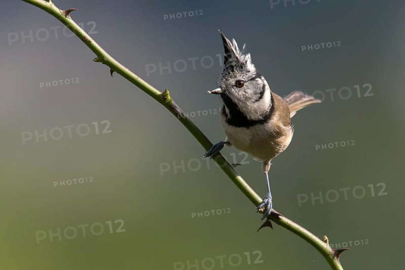 Crested tit, crested tit, Lophophanes cristatus, parus cristatus, birds, tit, passeri, songbirds, tits, birds