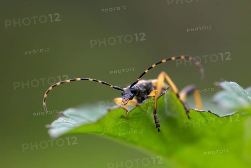 Black and yellow longhorn beetle, cerambycidae, spotted larbock, harlequin longhorn, leptura maculata, rutpela maculata, strangalia maculata, beetle, longhorn beetle, coleoptera, insects, beetles