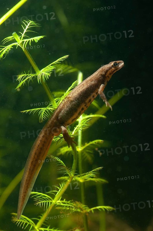 Lissotriton vulgaris, smooth newt, triturus vulgaris, amphibians, amphibians, female, high size, portrait format, amphibians, female