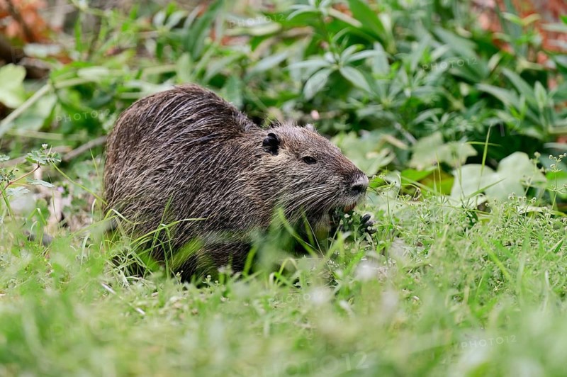 Nutria (Myocastor coypus), grazing, Camargue, southern France, France