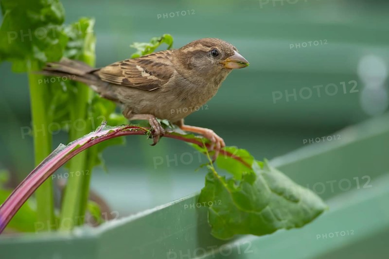 House sparrow (Passer domesticus) adult female bird feeding on a garden Swiss chard vegetable plant leaf, Suffolk, England, United Kingdom