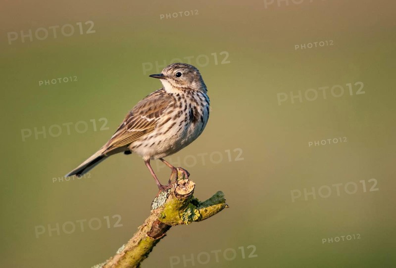 Anthus pratensis, meadow pipit, meadow pieper, birds, passeri, songbirds, birds
