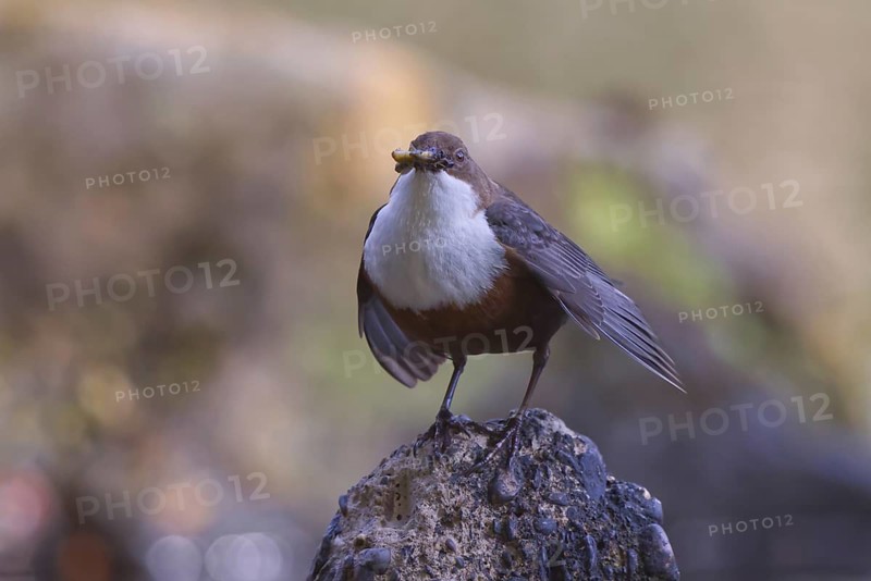 White-throated Dipper (Cinclus cinclus) with food in its beak, North Rhine-Westphalia, Germany