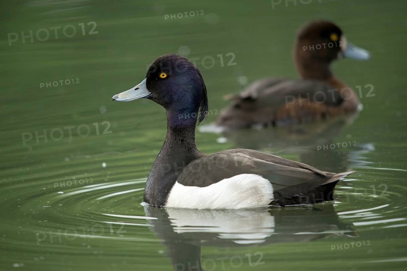 Aythya fuligula, heron duck, tufted duck, anatidae, birds, ducks, ducks, duckbirds, female, male, male, birds, waterbirds, waterbirds, female