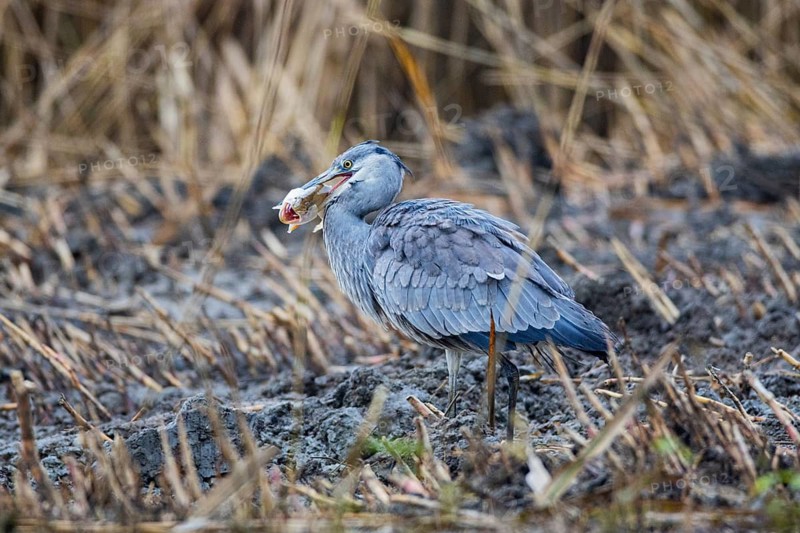 Grey heron (Ardea cinerea) Germany