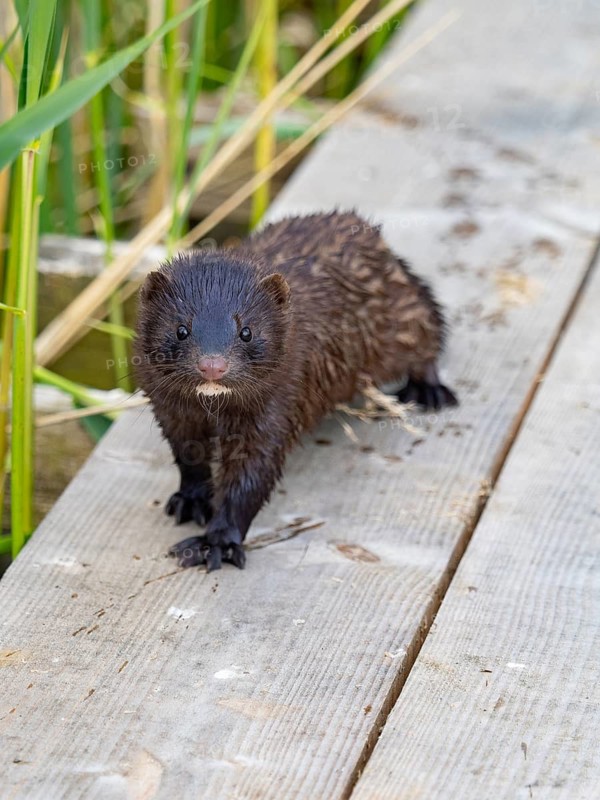 A mink looks interested