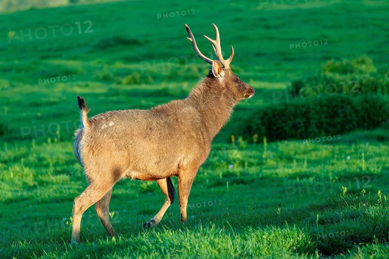 A Sambar stag (Rusa unicolor), runs across a green meadow in the very first light of the day. Indian subcontinent, South China and Southeast Asia