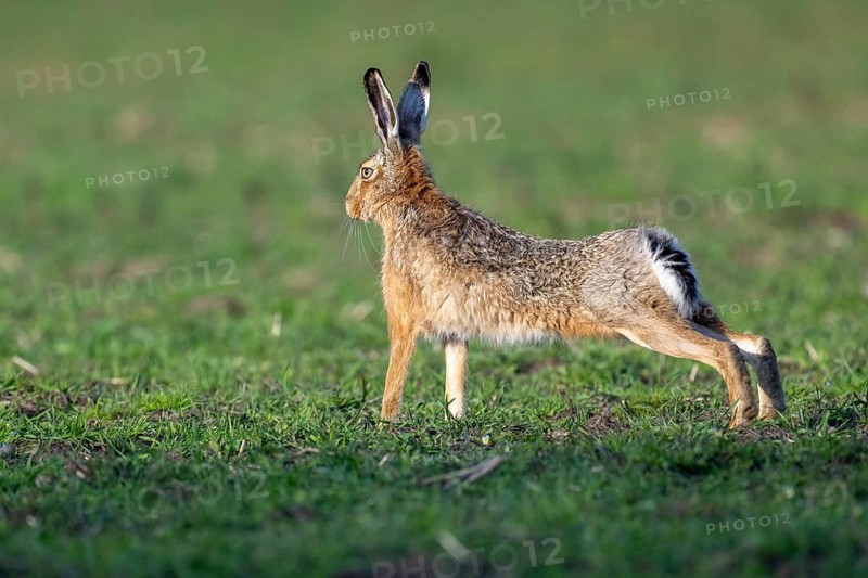 European hare (Lepus europaeus), Dümmer, Hüde, Lower Saxony, Germany