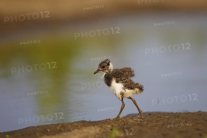 Northern Lapwing (Vanellus vanellus) chick, North Rhine-Westphalia, Germany