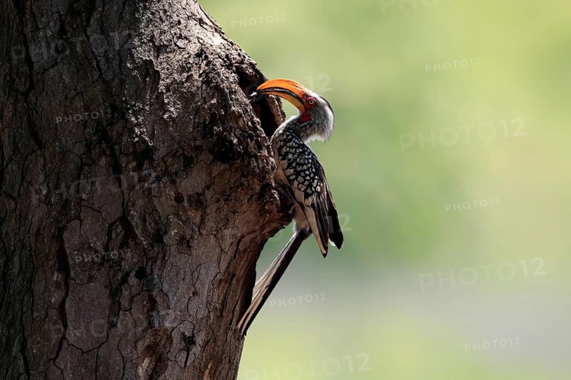 Red-ringed toucan (Tockus leucomelas), Southern Yellow-billed Hornbill, adult, male, at a nesting cavity, with food, in a tree, Kruger National Park, South Africa
