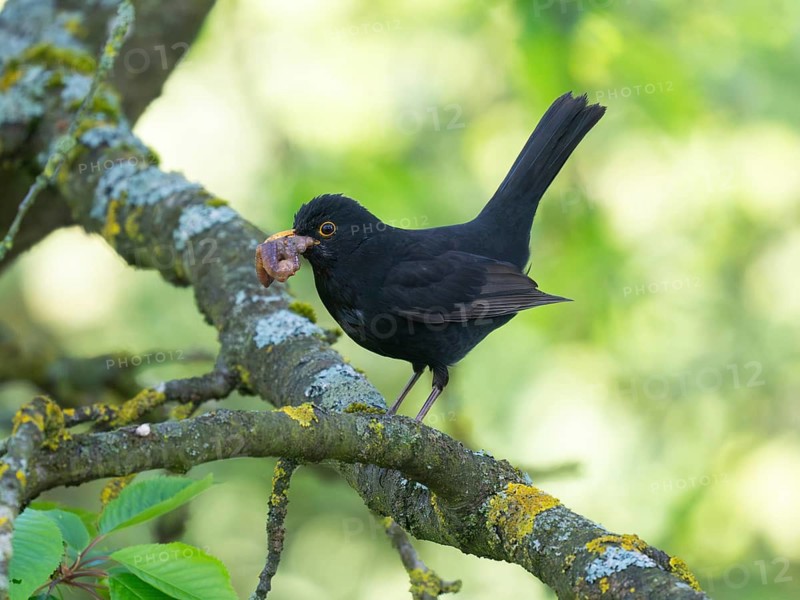 Blackbird (Turus merula), mature male perched on a branch, with caught worms in its beak, for its offspring, North Hesse, Germany