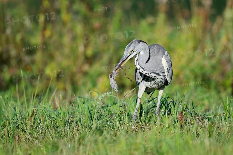 Grey heron (Ardea cinerea) standing in a meadow with a captured field mouse in its beak, North Rhine-Westphalia, Germany