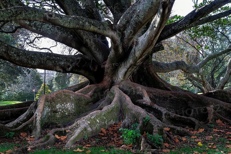 Ancient Morton Bay fig tree with massive exposed buttress roots in Auckland Domain park grounds, Auckland, New Zealand