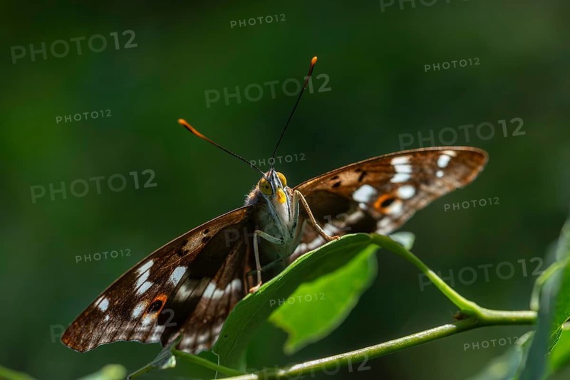 Apatura ilia, small Schiller butterfly, Lesser purple emperor, butterfly, insects, butterflies, butterflies, butterflies