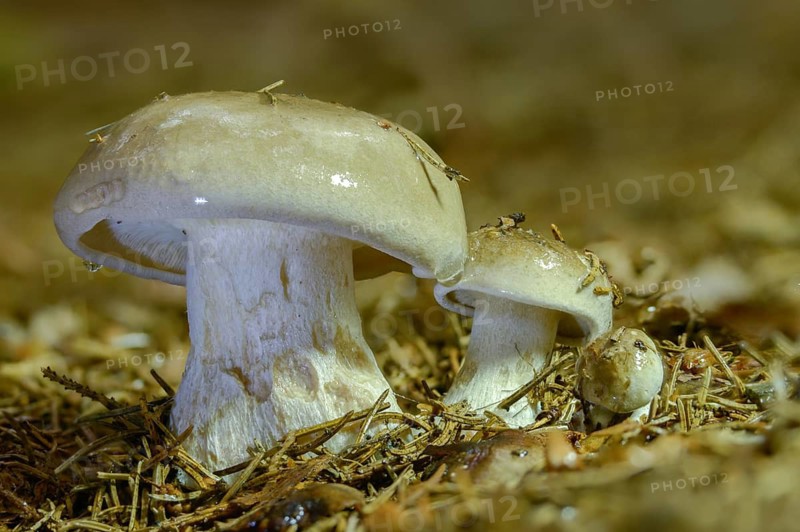 Clitocybe nebularis, clitocybe pileolaris, grey-capped, autumn leaf, lepista nebularis, fog-gray funnel, mist-cap, fog-funnel, cloud funnel, clouded agaric, fungi, fungus, mushrooms