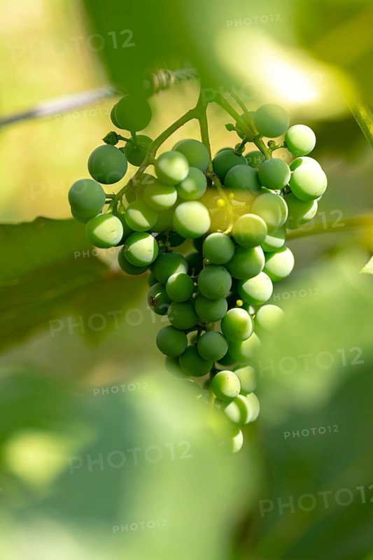 Green grapes (Vitis) hang from a vine in the sunlight, Ternitz, Lower Austria, Austria
