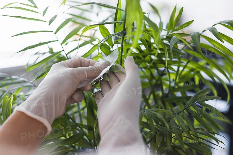 A person wearing gloves is carefully wiping the leaves of a lush indoor plant to remove dust and dirt. This activity highlights the importance of plant maintenance in a well-lit living space