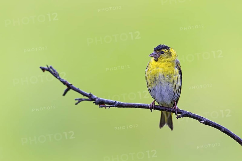 Siskin, (Carduelis spinu), animals, birds, siskin, subfamily of goldfinches, Varanger Bird Park, Finnmark, Norway