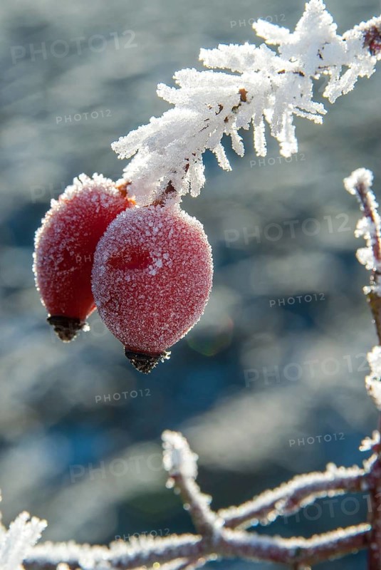 Dog rose, pink canina, dog rose, flora, fruits, dogrose, high size, portrait format, plants, hoarfrost, rime, winter