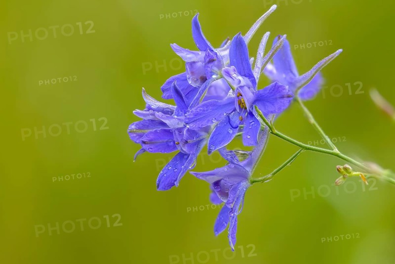Field larkspur, consolida regalis, field larkspur, forking larkspur, buttercup family, ranunculaceae, delphinium, rocket larkspur, field weed, flora, plants, plants