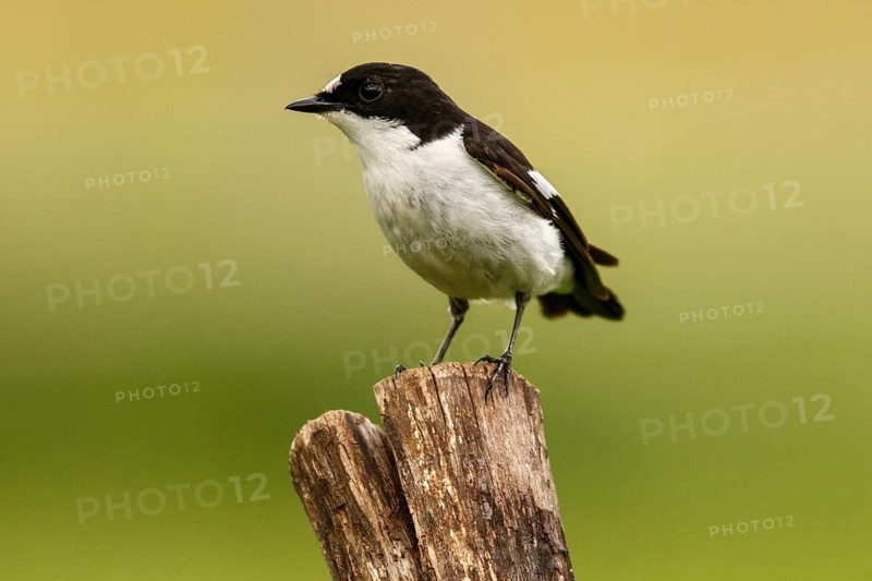 European Pied Flycatcher (Ficedula hypoleuca), male perched on a trunk, Castile and Leon, Spain