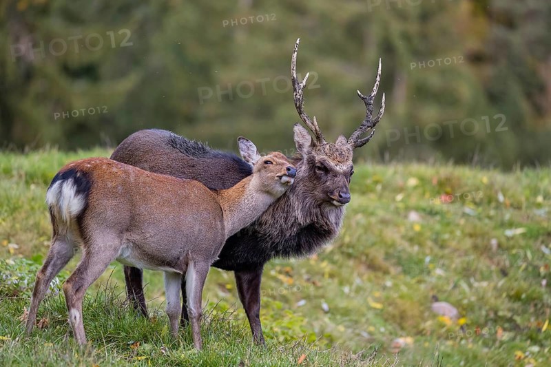 Deep affection. A Japanese sika deer (Cervus nippon nippon) doe cuddles intensely with a stag