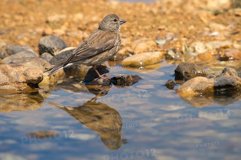 Acanthis cannabina, bloodtail, linaria cannabina, linnet, bath, bird bath, birds, female, hanfling, mirror, passeri, songbirds, songbirds, reflection, drinking, birdbath, birds, watering place, female