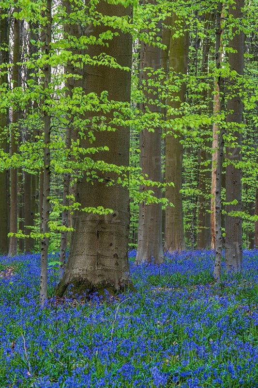 Bluebells (Hyacinthoides) in Hallerbos, woodland, early-flowering plants, Hallerbos, Halle, Belgium