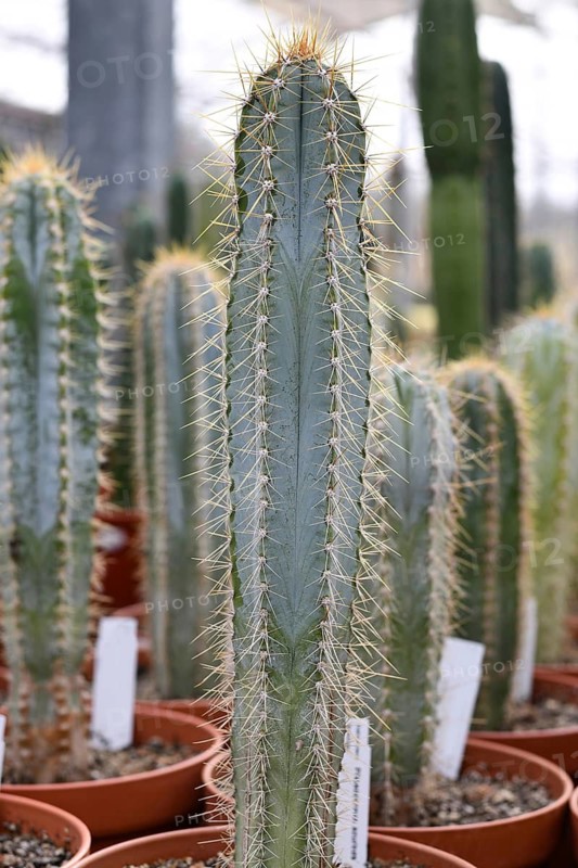 Single column 'Pilosocereus Azureus' cactus in flower pot