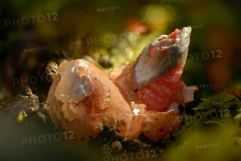Corynites brevis, Corynites ravenelii, raspberry-red dog rod, mutinus brevis, mutinus ravenelii, red stinkhorn, fungi, fungus, witches' egg, mushrooms