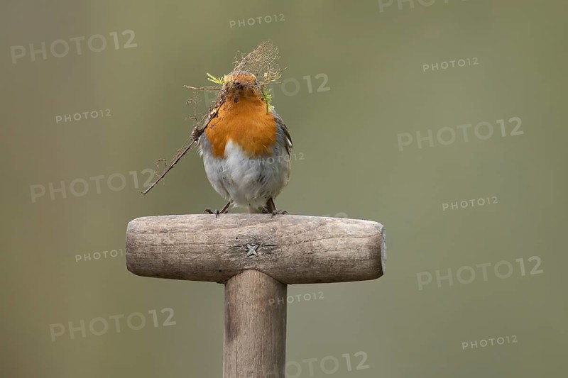 European robin (Erithacus rubecula) adult garden bird with nest material in its beak on a fork handle in springtime, England, United Kingdom