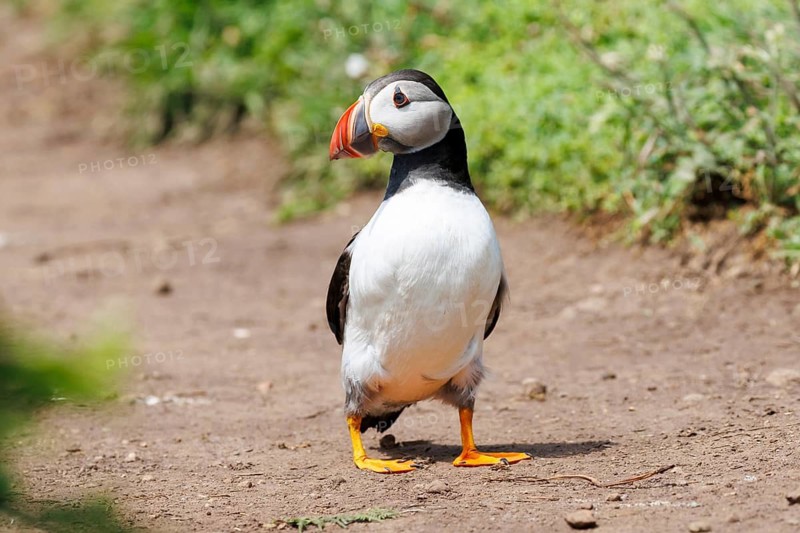 Atlantic puffin (Fratercula arctica) standing on a dirt path, surrounded by greenery, showcasing its vibrant beak and distinctive black and white plumage on the island of Skomer, Pembrokeshire, Wales, UK